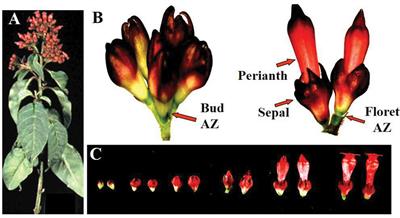 Raising the pH of the Pulsing Solution Improved the Acropetal Transport of NAA and 2,4-D and Their Efficacy in Reducing Floret Bud Abscission of Red <mark class="highlighted">Cestrum</mark> Cut Flowers